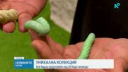 Къщата на пеперудите във Варна ни пренася в чудния свят на насекомите