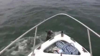 Смях ... Немска овчарка скача във водата да си играе с делфин .