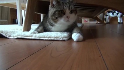 Котето Мару си играе под дивана .. Сладур ..