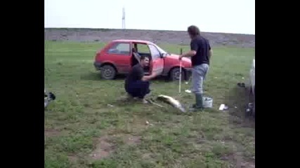 Закриване На Риболовния Сезон Със Сом