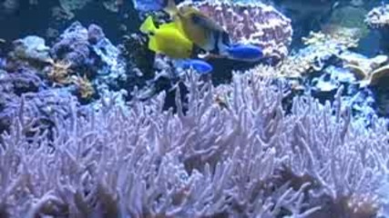 Coral aquarium 