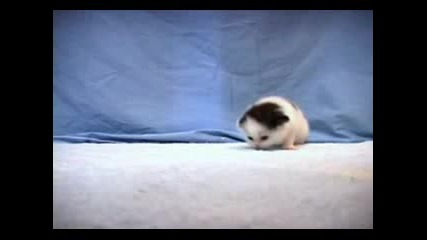 Сладко Коте