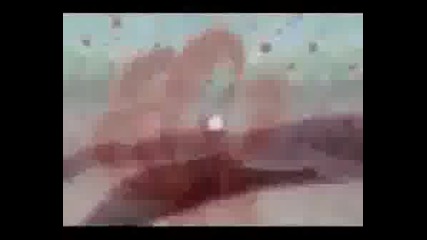 Naruto - Animal I Have Become