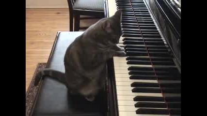 Nora, The Piano - Playing Cat