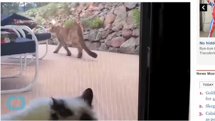 Brave House Cat Faces Off Against Mountain Lion