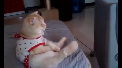 Котка се наслаждава на телевизионно предаване