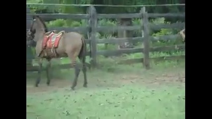 Опит за яздене на кон