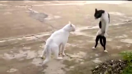 Котешка стойка за бой - Смях