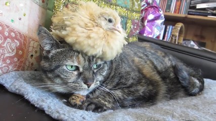 Пиленце върху главата на котка