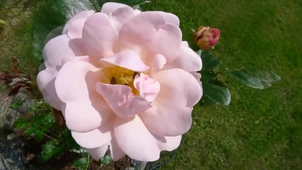 Ernesto Cortazar - Journey Around The World and La Vie En Rose