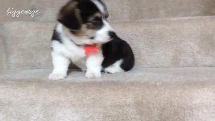 Кученце уелско корги слиза по стълби : D