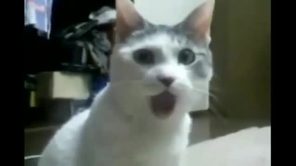 Котката остана без думи