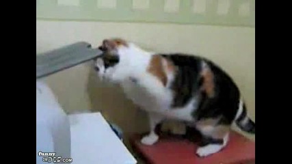 Котка vs Принтер