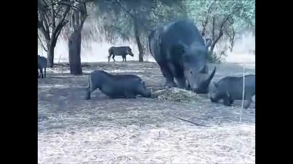 Носорог Размазва Глиган
