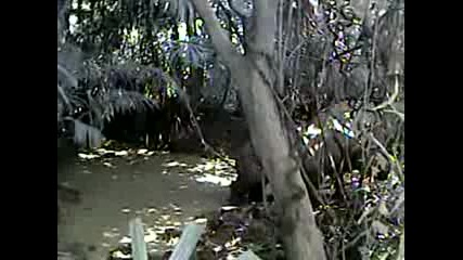 Неуловимият явански носорог