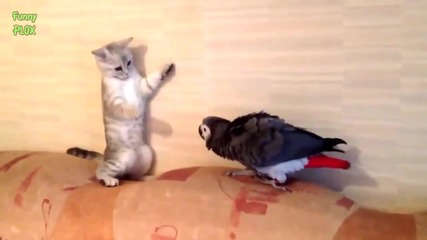 Папагали досаждат на Котки - Забавна Компилация
