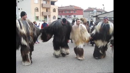 surva 8.1.2012