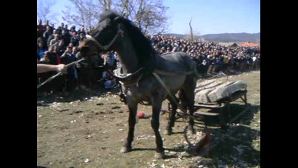 Дико - Стрелча 2012