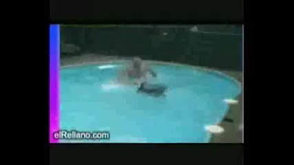 Funny Animals Смях