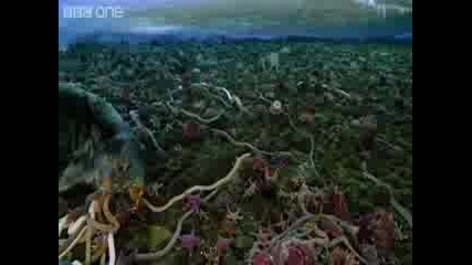 морска гледка с подводни червеи и морски звезди 
