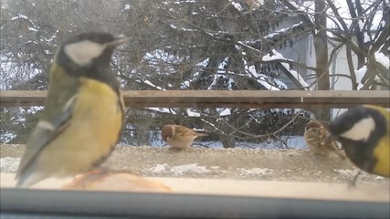Dubfish Titmice