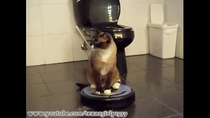 Котка кара чистачка 