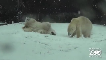 Бяло мече се радва на снега.