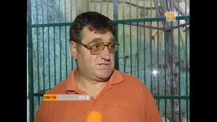 Забавна маймунска история от Зоологическата градина в София - Видео новини - Tv7 