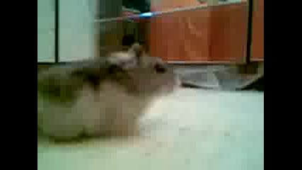 Funny Hamster