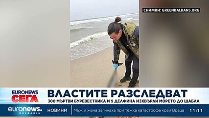 Екокатастрофа край Шабла: Разследват мистериозна смърт на 300 буревестници и 10 делфина