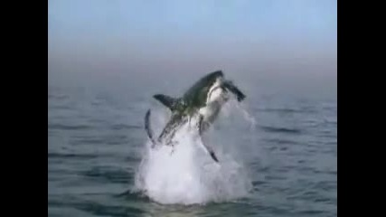 Shark attack 