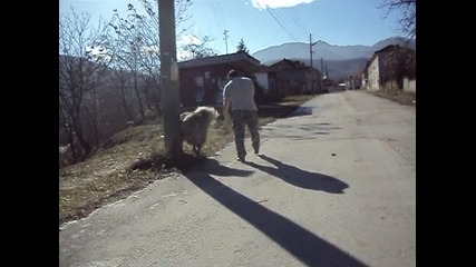 Кавказка овчарка Викинг