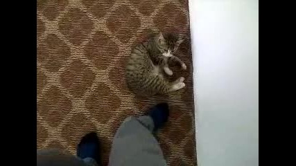 Най Мързеливата котка на света