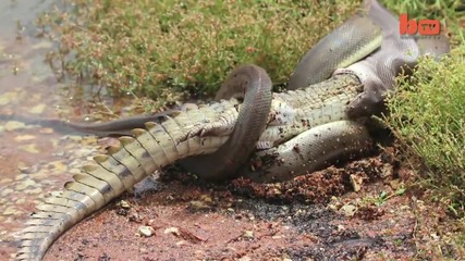 Змия изяжда крокодил!