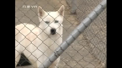 Звезден репортер