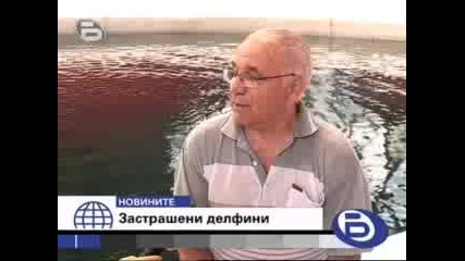 Все повече делфини умират край Черно море
