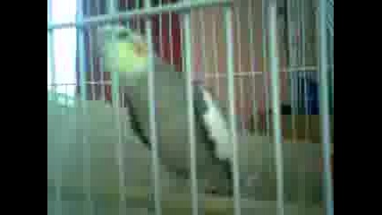 lud papagal