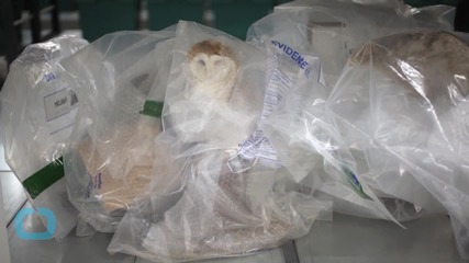 Endangered Species Found in Devon Raid
