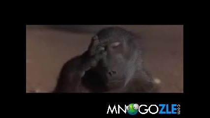 Пияни животни