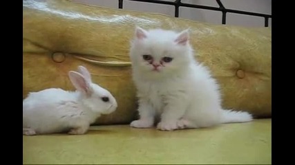 Малко бяло коте срещу малко бяло зайче 