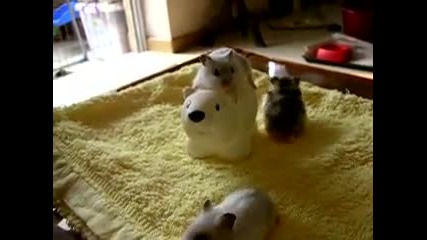 Hamster Baby Standing Still 