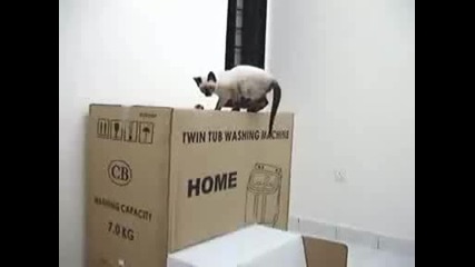 Котка скача