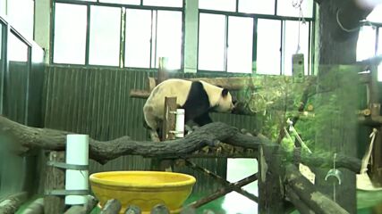 Пандата в зоопарка в Шанхай отпразнува 7-ия си рожден ден