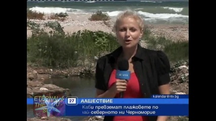 ! Жаби превземат плажове по северното черноморие, 27 август 2010, Календар Нова Тв 