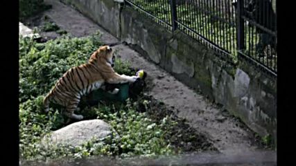 Тигър нападна служителка на руски зоопарк