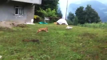 котка се бъзика с куче
