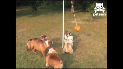 Big bulldogs play tether ball