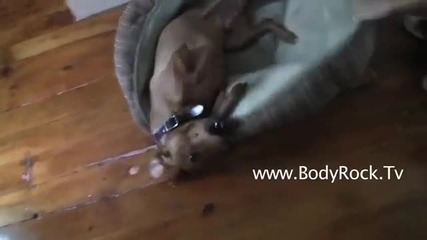 Beware of Cute Dogs 