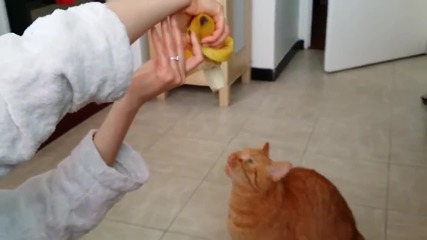 Рижаво коте яде банан