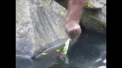 Орангутан спасява с листо малко патенце от удавяне